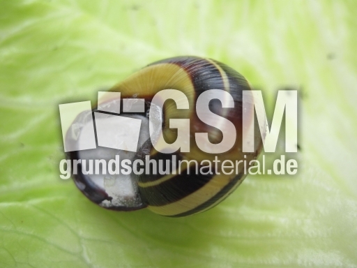 Hain-Bänderschnecke 003.jpg